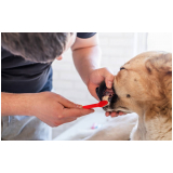 limpeza de tártaro canino preço Vila 31 de Março