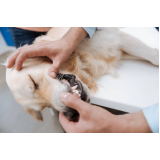 limpeza dentária canina preço Vila Castelo Branco
