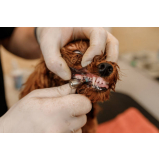 limpeza dentária canina Recanto dos Dourados