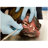 odontologia cachorro valores Parque das Indústrias