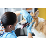 odontologia cachorro Vila Palmeiras