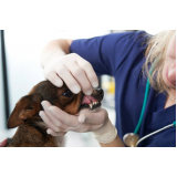 odontologia cachorros orçamento Residencial Parque Bandeirantes