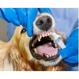 odontologia cães e gatos preços Jardim Pacaembu