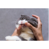 odontologia gato Recanto dos Dourados