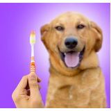Odontologia Veterinária para Cachorros