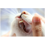 odontologia para animais domésticos orçamento Chácara da Barra