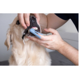 Odontologia para Cachorros de Médio Porte