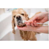 odontologia para cachorro valores Vila 31 de Março