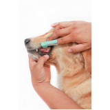 odontologia para cachorro Jardim Santa Genebra