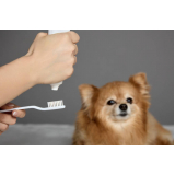 odontologia para cachorros de médio porte orçamento Parque Santa Bárbara