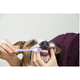 odontologia para cachorros de médio porte Jardim Aurélia