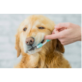 odontologia para cachorros e gatos preços Parque Shangrilá