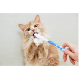 odontologia para cachorros e gatos Núcleo Residencial Vila Vitória