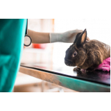 odontologia para coelhos orçamento Jardim das Paineiras