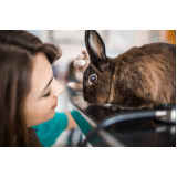 odontologia para coelhos Bananal