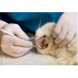 odontologia para gato valores Vila Industrial