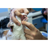 odontologia para gato Vila São Bento