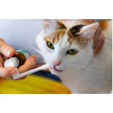 odontologia para gatos valores Cambuí