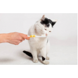 odontologia para gatos Gramado