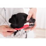 Odontologia para Cachorro Campinas