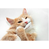 Odontologia para Cães e Gatos