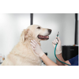 odontologia para pets DIC III