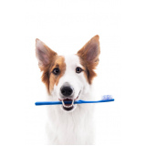 odontologia veterinária para cachorros Distrito Industrial