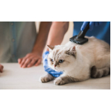onde agendar atendimento veterinário a domicílio para gatos Residencial Parque Bandeirantes