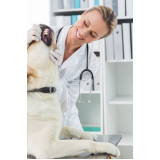 onde encontrar odontologia cachorros DIC IV