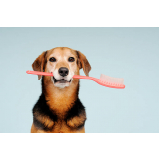 onde encontrar odontologia para cachorro Centro