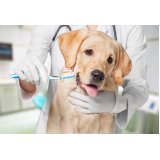 onde encontrar odontologia para cães Núcleo Residencial Vila Vitória