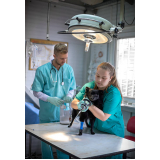 onde faz cirurgia em animais de pequeno porte Núcleo Residencial Vila Vitória