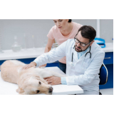 onde faz consulta veterinária cachorro Jardim Pauliceia