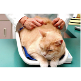onde faz consulta veterinária de gatos DIC III