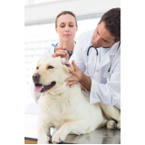 onde faz consulta veterinária para cachorro Vila Brandina
