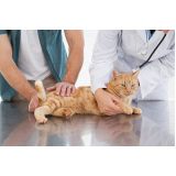 onde faz consulta veterinária para gato Jardim Rossin