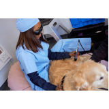 onde faz laserterapia para cães e gatos Vila Miguel Vicente Cury
