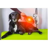 onde faz laserterapia para cães Jardim Paranapanema
