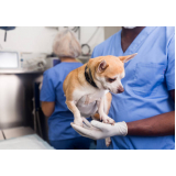 onde fazer cirurgia castração cachorro Santa Cruz
