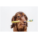 onde fazer limpeza dentária canina Parque Tropical