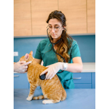 onde marcar consulta veterinária de gatos Vila Aurocan