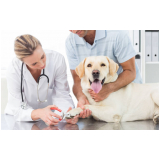 onde marcar consulta veterinária para cachorro Conjunto Residencial Sousa Queirós