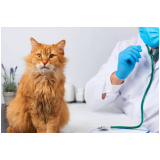onde marcar consulta veterinária para gato Jardim Flamboyant