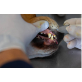 onde tem odontologia cachorro Vila Perseu Leite de Barros