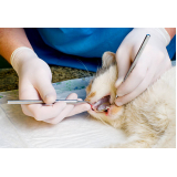 onde tem odontologia para animais domésticos Vila Brandina