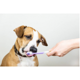 onde tem odontologia para cachorro Conjunto Residencial Sousa Queirós