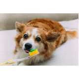 onde tem odontologia para cachorros de médio porte Nova Campinas