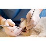 onde tem odontologia para gato Chácara da Barra