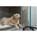 ozonioterapia cães preços Vila Nova