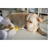 ozonioterapia cães valor Chácara Gargantilha